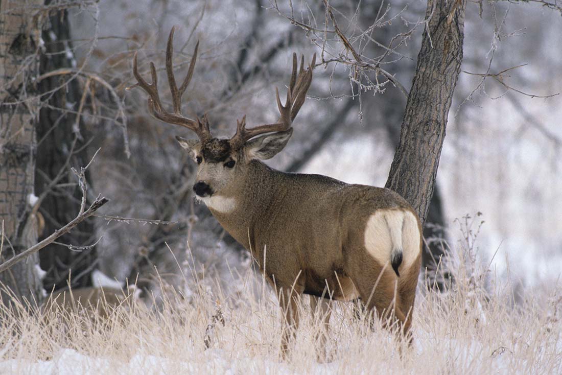 Colorado Hunting Colorado Outfitter Mule Deer Hunting